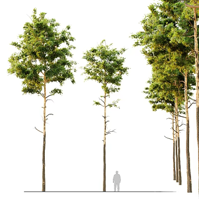 Tall Green Leafy Trees in Different Sizes Isolated on White Background 3d model