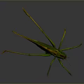grasshopper insect cartoon locust animation locust anime locust anime game character 3d model
