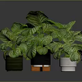 Green And White Striped Leaf Potted Plants In Black And White Pots With Orange Stand