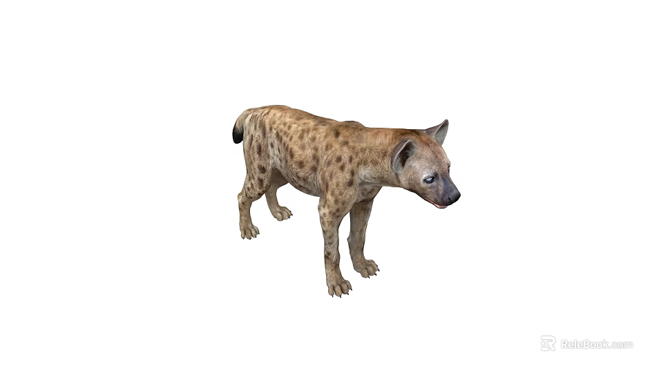 Spotted Hyena Wildlife Animal With Realistic Detailed Standing Side View 3d model 