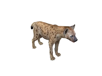 Spotted Hyena Wildlife Animal With Realistic Detailed Standing Side View 3d model