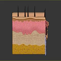 Detailed Anatomical Skin Structure Model With Colorful Layers And Hair Follicles