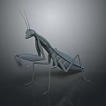 Detailed 3D Mantis Model with Realistic Body Structure on Gray Background and Reflective Surface