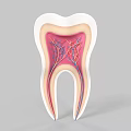 Tooth Structure Cross Section Showing Internal Anatomy Nerves and Blood Vessels