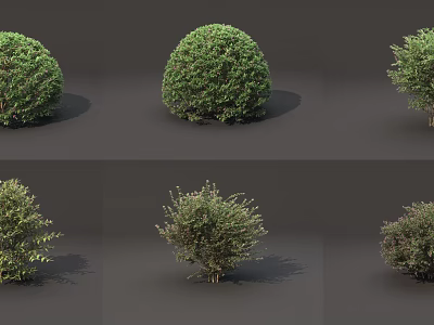 Different Shaped Garden Shrubs in Various Sizes with Rounded Balls and Green Foliage 3d model