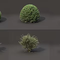Different Shaped Garden Shrubs in Various Sizes with Rounded Balls and Green Foliage