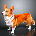 Orange and white Corgi standing on gray background with shiny floor reflection 3d model
