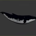 3D Rendered Whale With Deep Blue Body White Belly Fins Tail And Gray Gradient Background