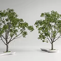 Two Lush Arbor Trees With Green Foliage And White Platform Bases