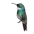 Modern bird animal hummingbird 3d model