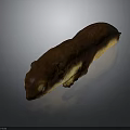 Realistic Brown Animal 3D Model With Long Body And Light Underbelly On Dark Background