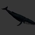 Whale In Dark Setting With Detailed Skin Patterns And Natural Swimming Stance