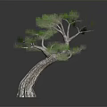 Unique Curved Trunk Tree With Lush Green Foliage Against Dark Background With Reflection