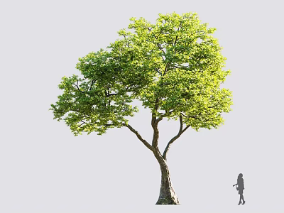 Tall Green Tree With Lush Foliage Thick Trunk And Person Silhouette Nearby 3d model