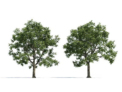 Lush Green Arbor Trees With Dense Foliage And Strong Trunks In Natural Form 3d model