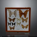 Butterfly Specimens In Red Framed Display Case With Various Colors And Patterns