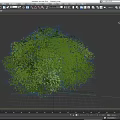 Lush Green Bush With Dense Small Leaves In Natural Garden Landscape
