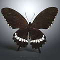 Black Butterfly With White Spots On Wings Against Gray Reflective Background