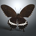 Modern Butterfly Colored Butterfly Tabby Butterfly Leaf Butterfly 3d model