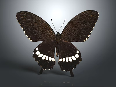 Black Butterfly With White Spots On Wings Against Gray Reflective Background 3d model