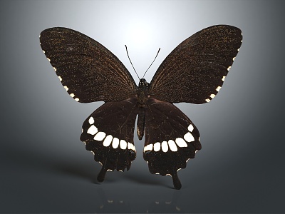 Modern Butterfly Colored Butterfly Tabby Butterfly Leaf Butterfly 3d model