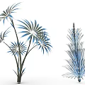 Modern Ornamental Plants With Blue Green Radial Leaves And Feathery Pine Like Foliage