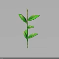 Green Plant Stem With Fresh Lush Leaves On Dark Reflective Surface