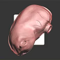 Anatomical Organ And Hair Structure Model With Red Texture On White Display Stand