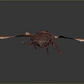 Brownish Red Insect With Transparent Wings And Detailed Body Structure On Dark Background
