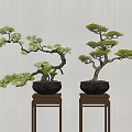 Traditional Bonsai Trees in Black Pots Displayed on Wooden Stands Against Light Wall