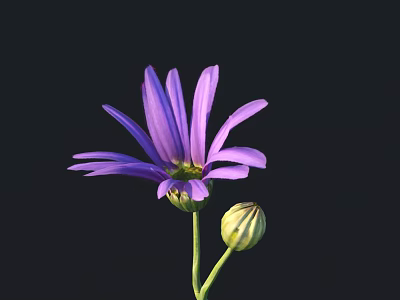 Beautiful Purple Flower With Fresh Bud And Green Stem On Dark Background 3d model