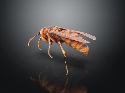 Flying Animal Wasp With Orange and Black Striped Body Wings and Legs 3d model