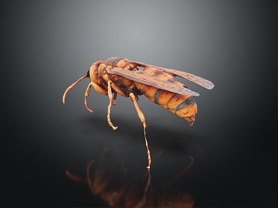 Modern Bee Ma Feng 3d model