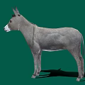 Realistic Gray Donkey Standing Isolated On Green Background With Shadow 3d model