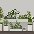 Various Types of Bonsai and Potted Green Plants in White Planters for Indoor Decor