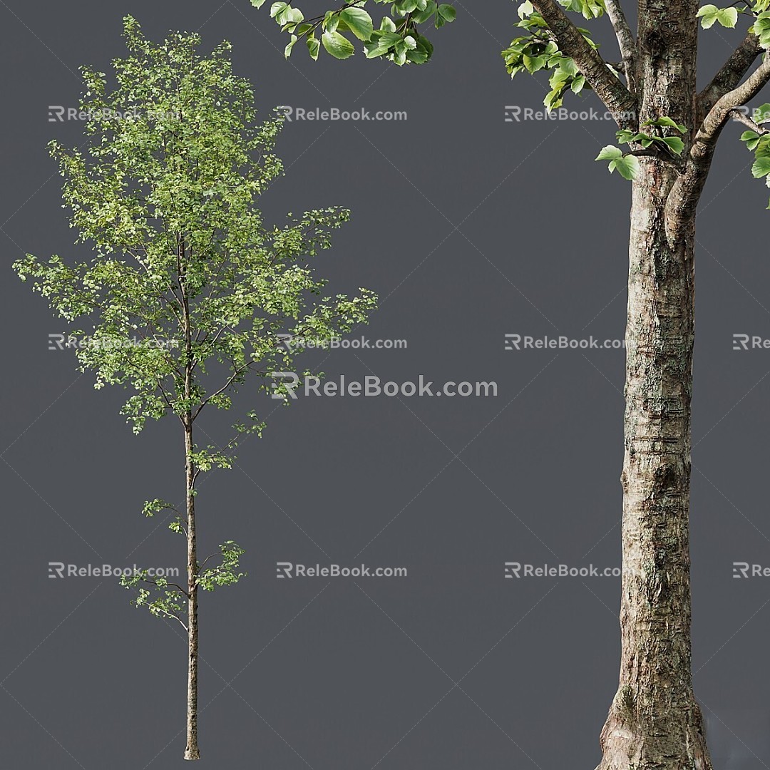 HQ Plant Alnus Glutinosa03 3d model