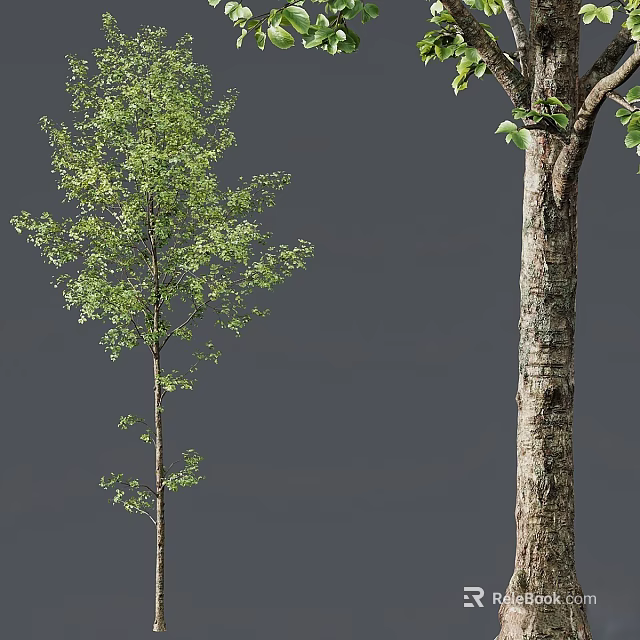 Arbor Trees With Green Leaves Slender Trunk And Thick Textured Bark Appearance 3d model 