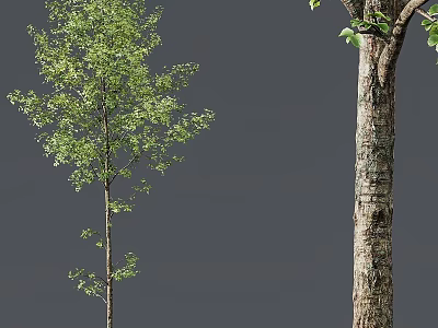 Arbor Trees With Green Leaves Slender Trunk And Thick Textured Bark Appearance 3d model