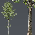 Arbor Trees With Green Leaves Slender Trunk And Thick Textured Bark Appearance