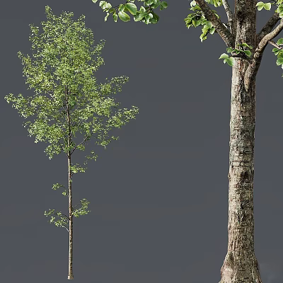 Arbor Trees With Green Leaves Slender Trunk And Thick Textured Bark Appearance 3d model