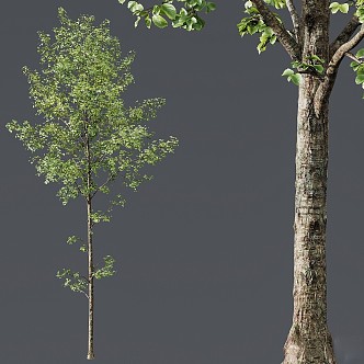 HQ Plant Alnus Glutinosa03 3d model