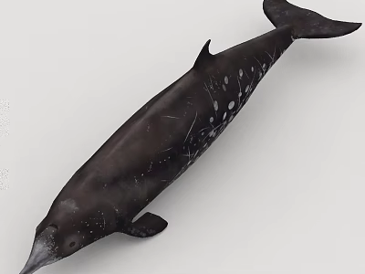 Aquatic Animal Whale With Black Body And White Spots Swimming In Ocean Water 3d model