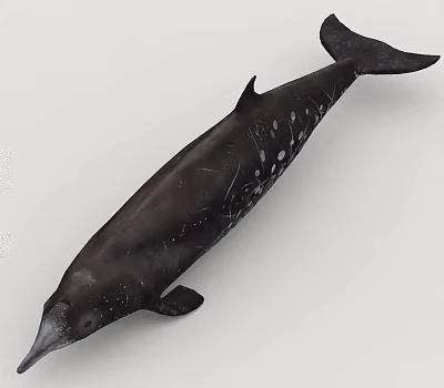 Aquatic Animal Whale With Black Body And White Spots Swimming In Ocean Water 3d model Aquatic Animal Whale With Black Body And White Spots Swimming In Ocean Water 3d model
