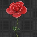 Beautiful Red Rose Flower With Fresh Green Stem And Lush Leaves