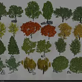 Diverse Tree Varieties with Colorful Green Yellow and Orange Foliage in Various Shapes