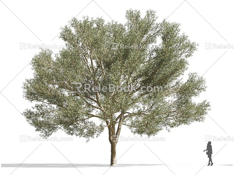 Acacia Tree Olive Tree African Plants Commercial Tree Roadside Trees Street Trees Community Greening Green Planting Landscape Trees Park Trees Gardening Greening 3d model