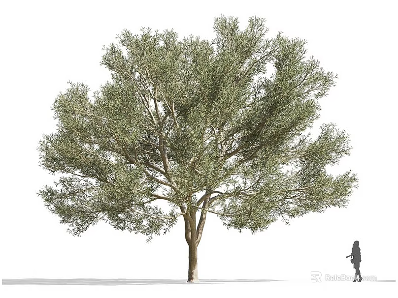 Large Olive Tree With Dense Green Foliage And Strong Trunk Person Walking Nearby 3d model 