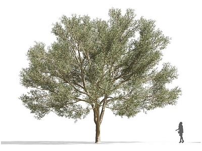 Acacia Tree Olive Tree African Plants Commercial Tree Roadside Trees Street Trees Community Greening Green Planting Landscape Trees Park Trees Gardening Greening 3d model