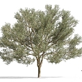 Acacia Tree Olive Tree African Plants Commercial Tree Roadside Trees Street Trees Community Greening Green Planting Landscape Trees Park Trees Gardening Greening 3d model