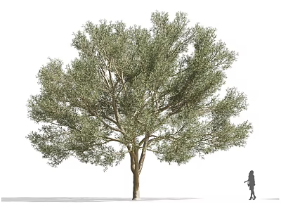 Large Olive Tree With Dense Green Foliage And Strong Trunk Person Walking Nearby 3d model